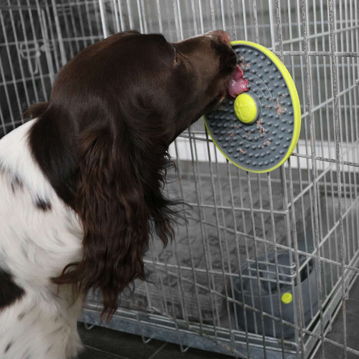 D&D HOME Twist & Lick Ball